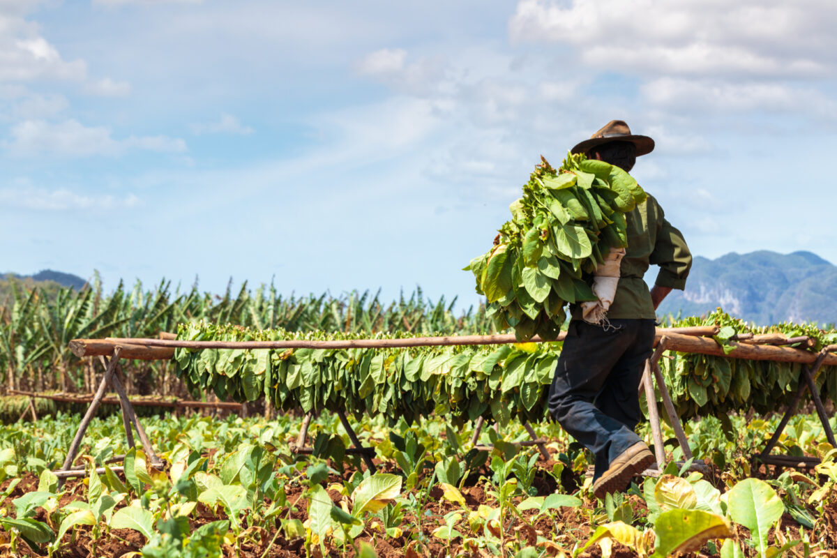 Cuba_Vinales_tabacco