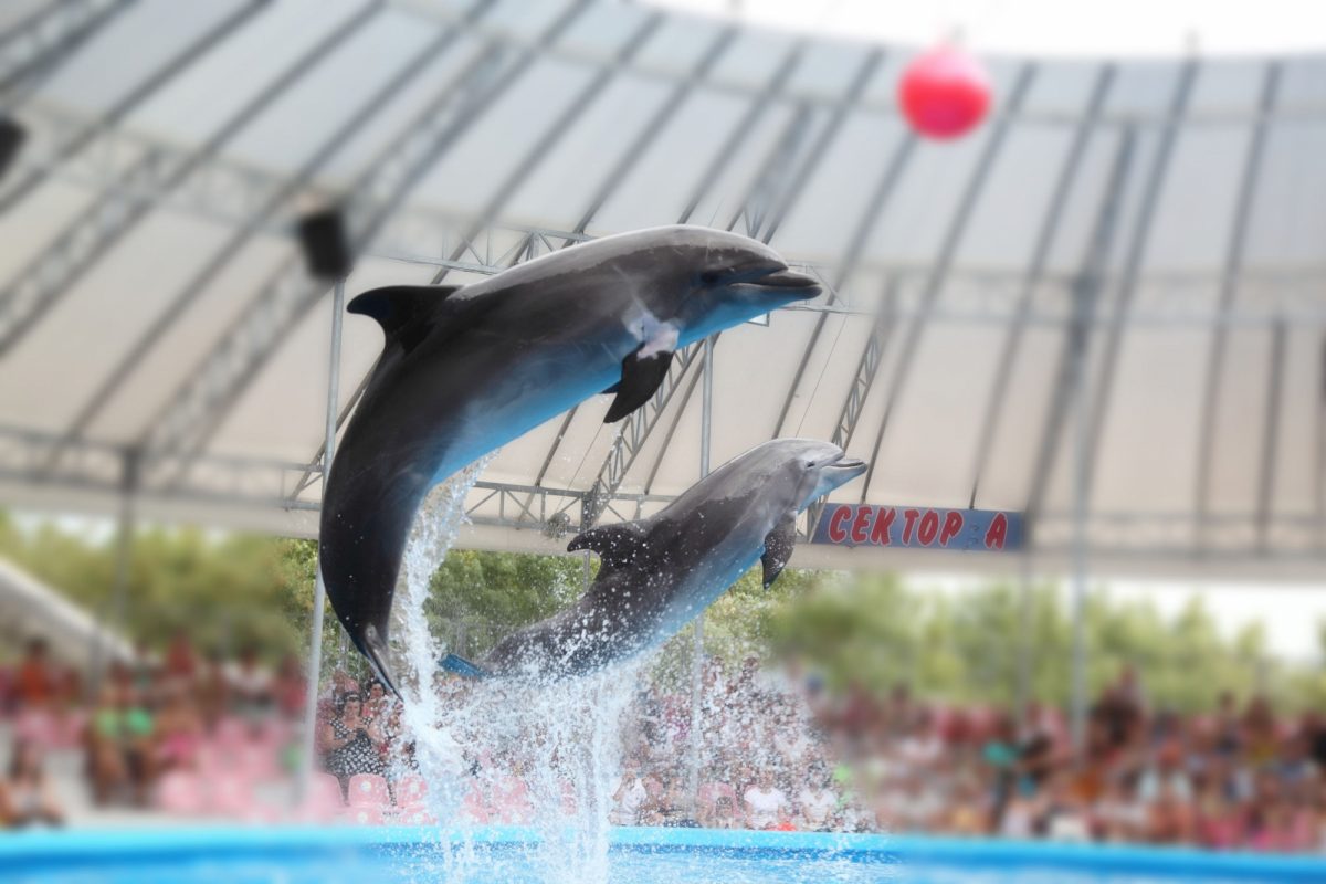 Dolphinarium3
