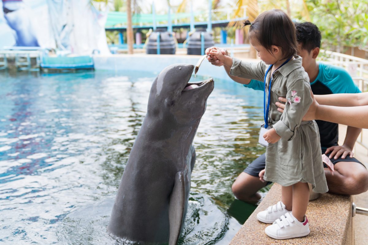 Dolphins girl feeding