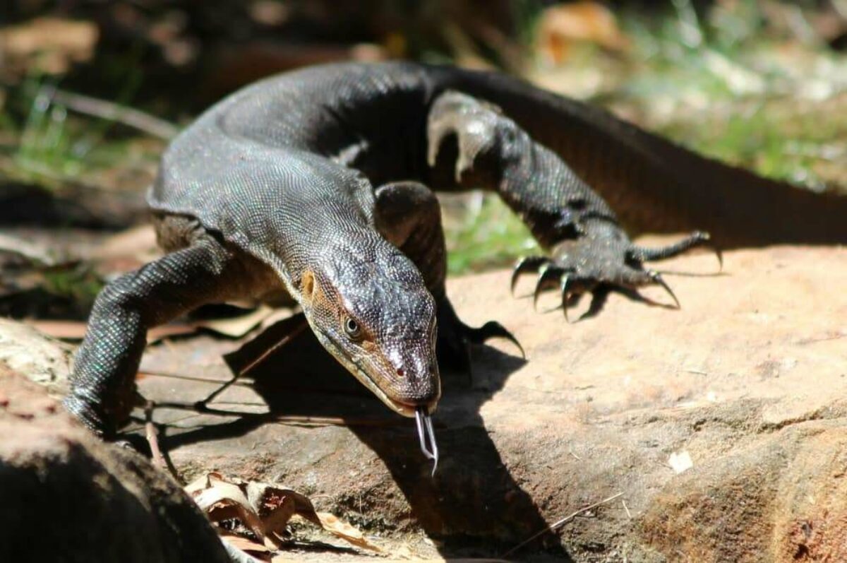 Echidna Australia mertens water monitor litchfield 110819p18