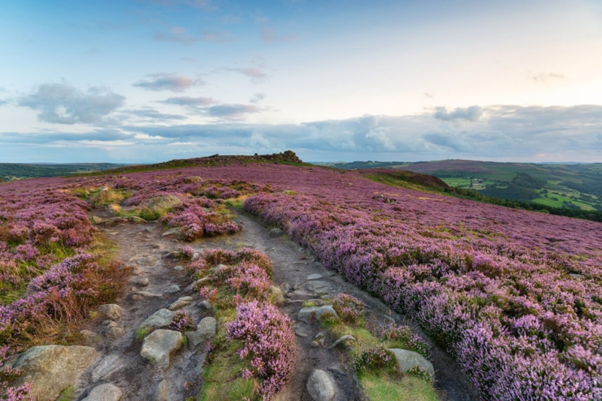 England Peak District Heather at Winyards Nick with Over Owler Tor