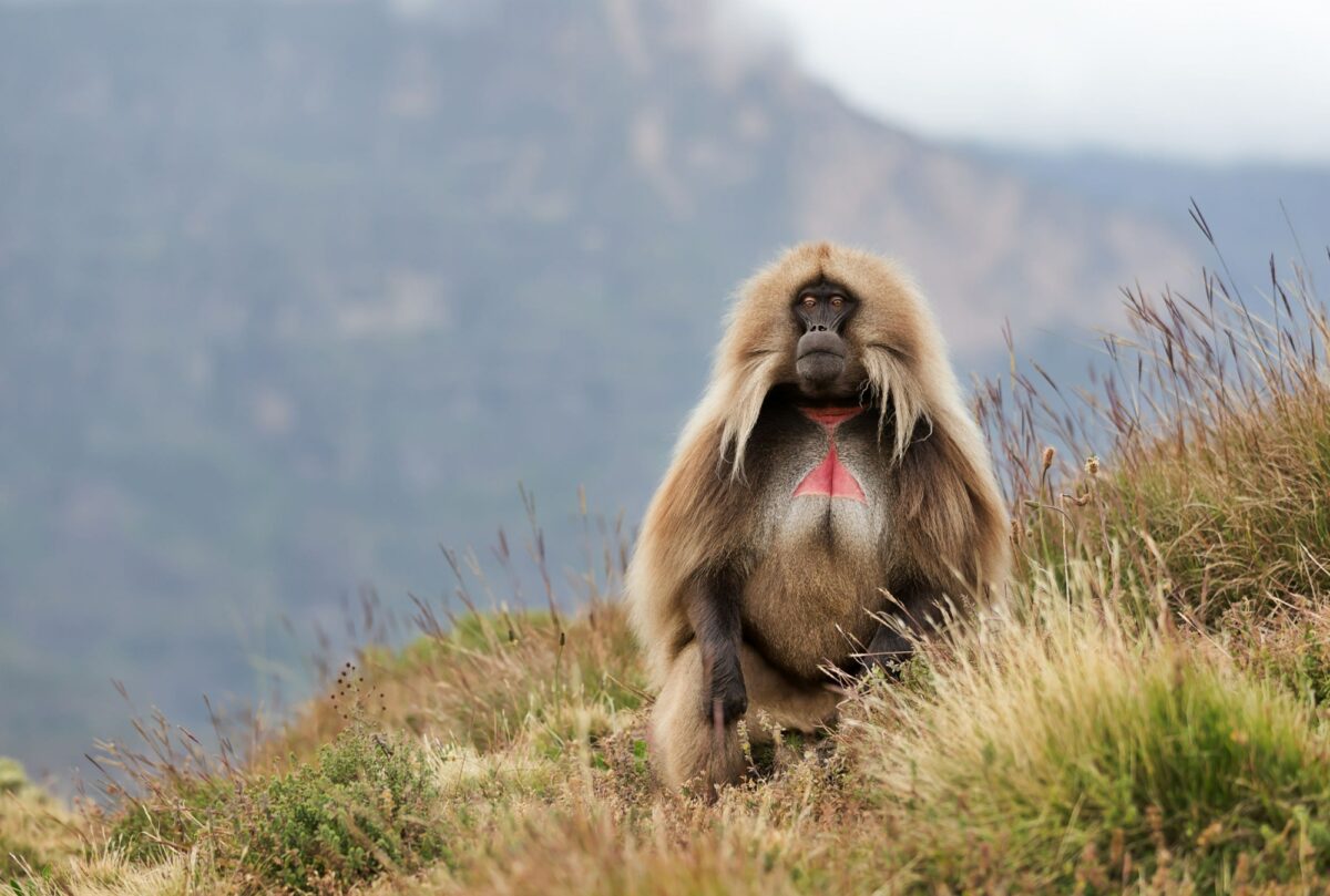 Ethiopia Gelada monkey Theropithecus gelada sitting in the meadow in Simien mountains