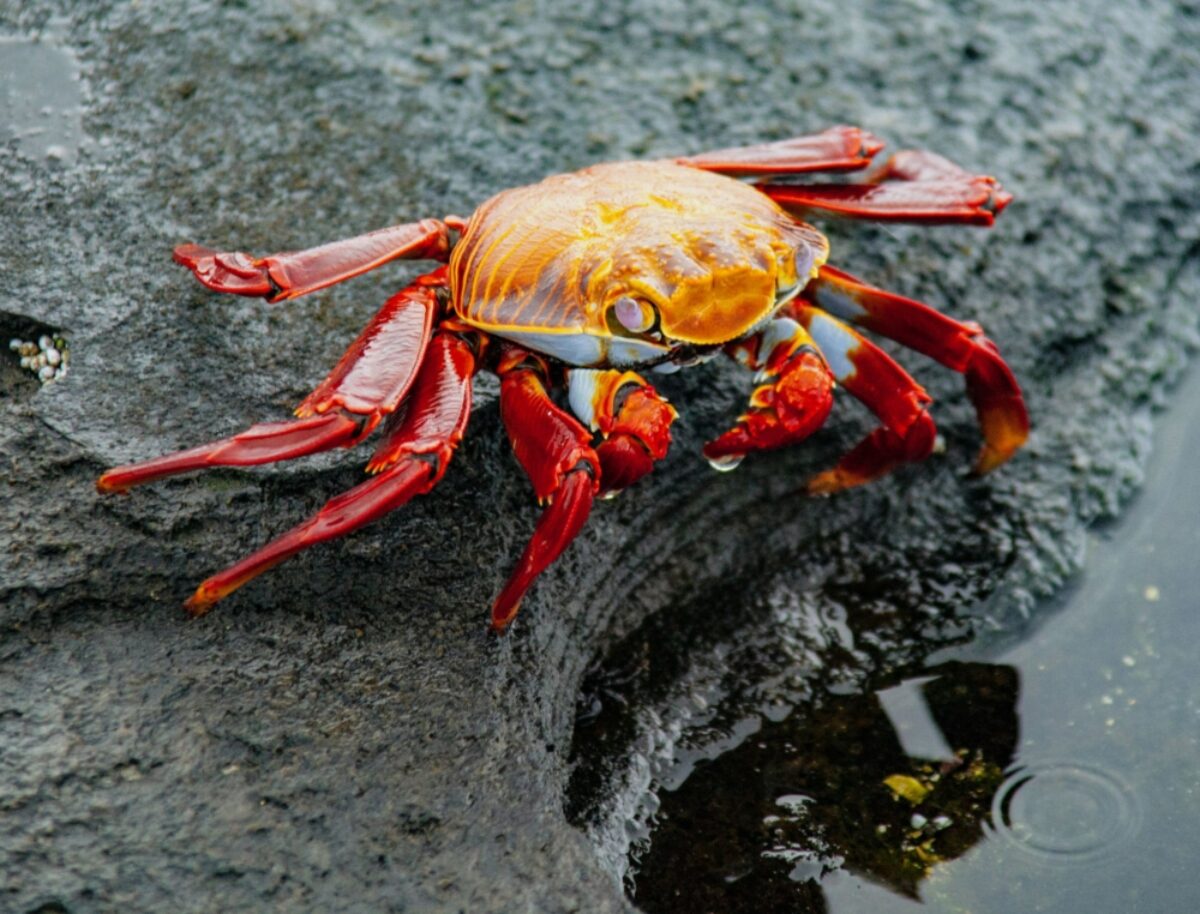 Fernandina sallylightfootcrab