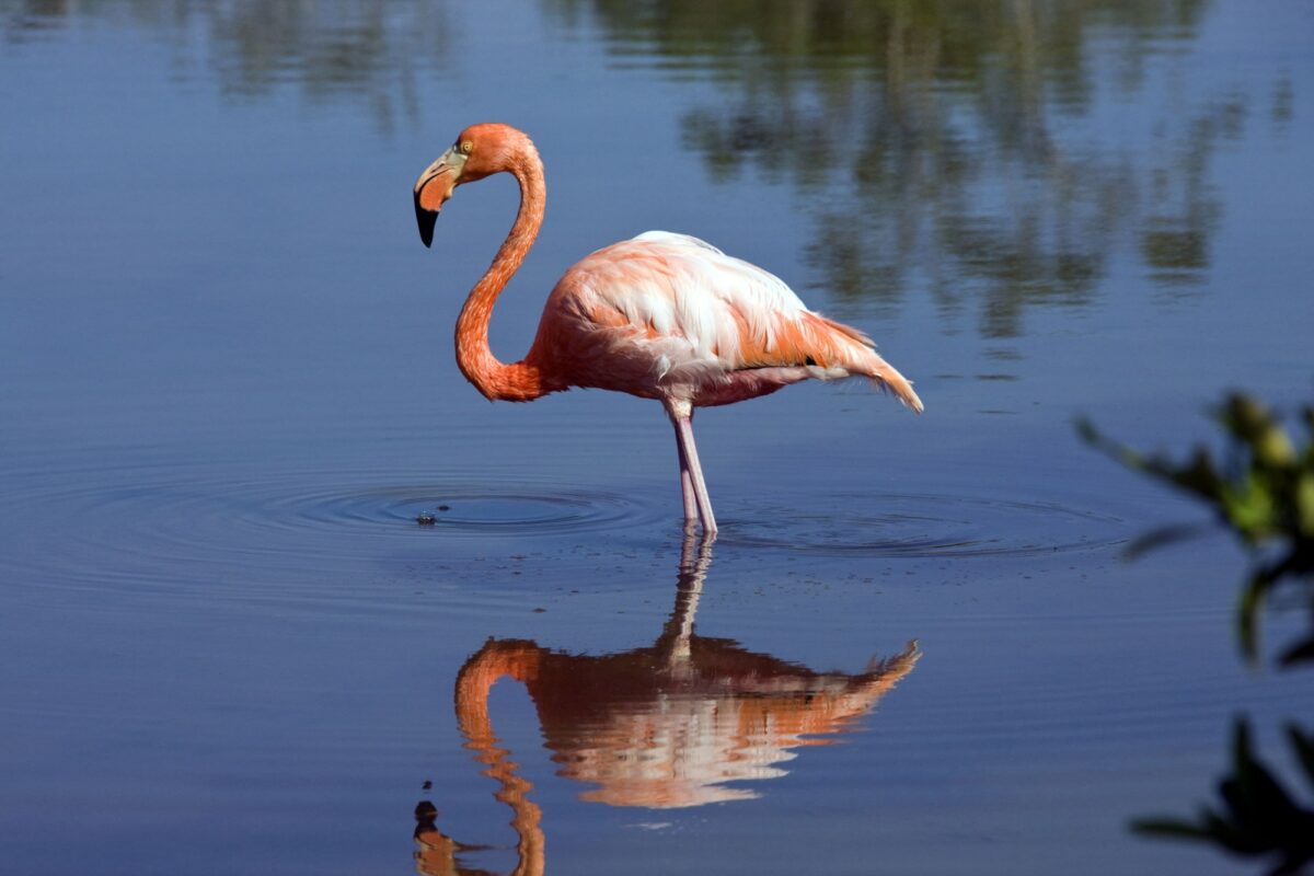 Floreana greaterflamingo