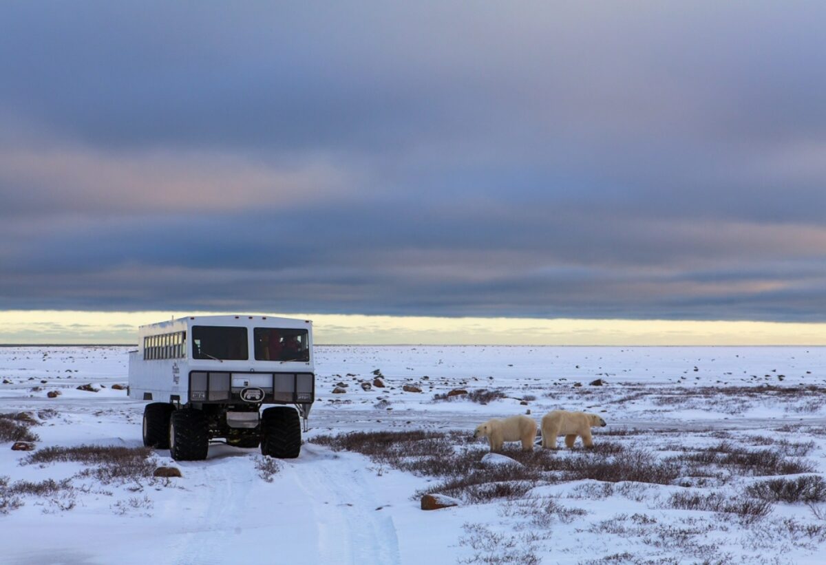 Frontiers North Canada polar bear