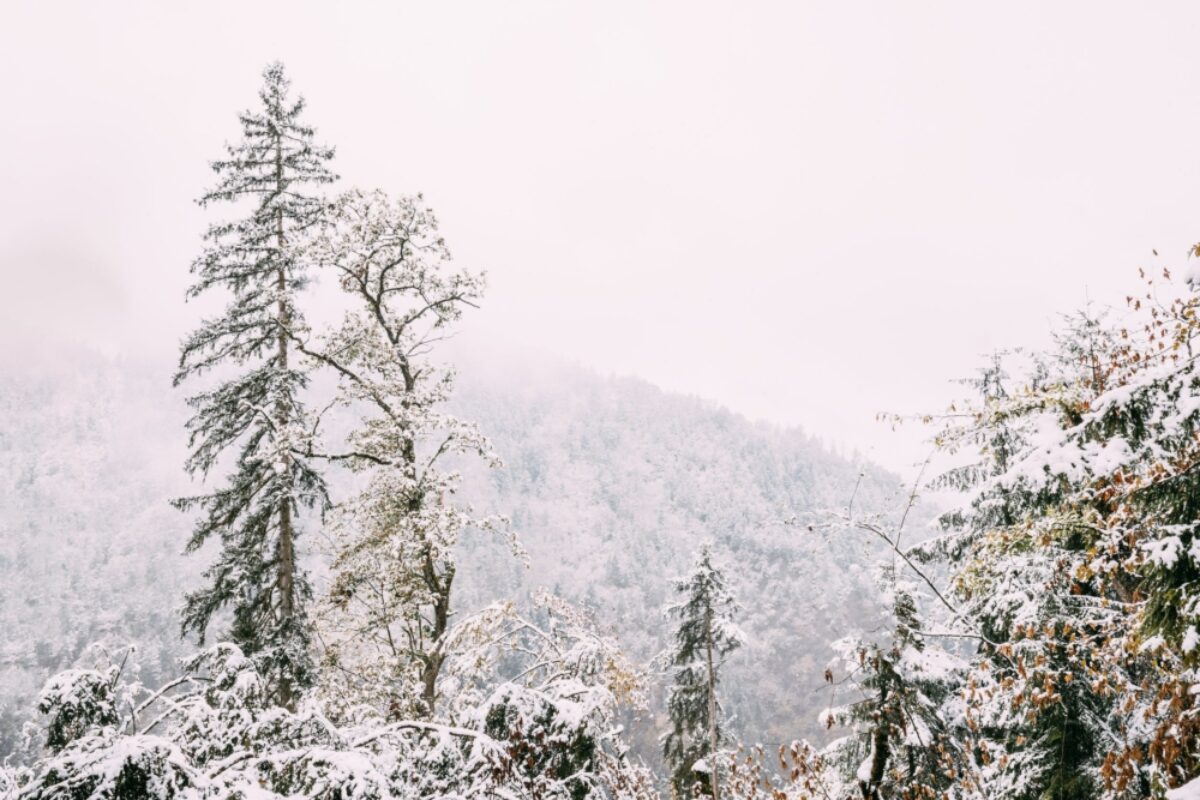 Georgia Borjomi Kharagauli National Park3