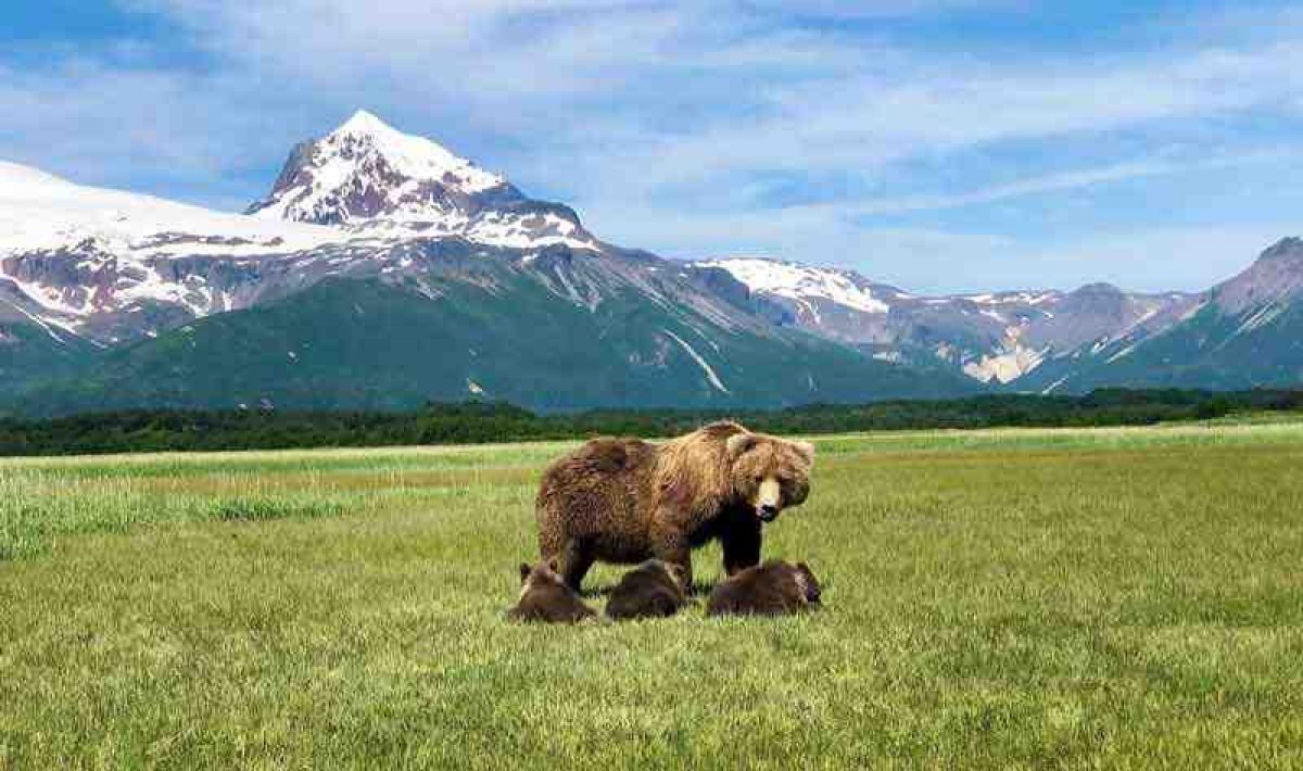 Gondwana USA Alaska grizzly
