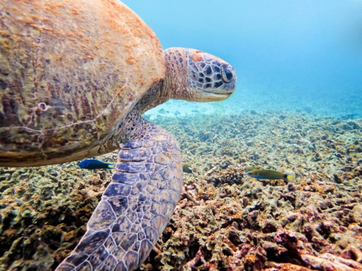 Green Sea Turtle ko tao thailand