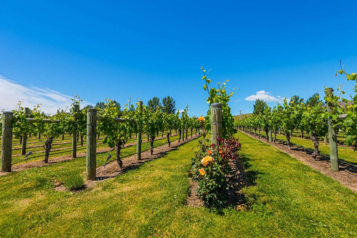 Hawkes Bay vineyard near napier