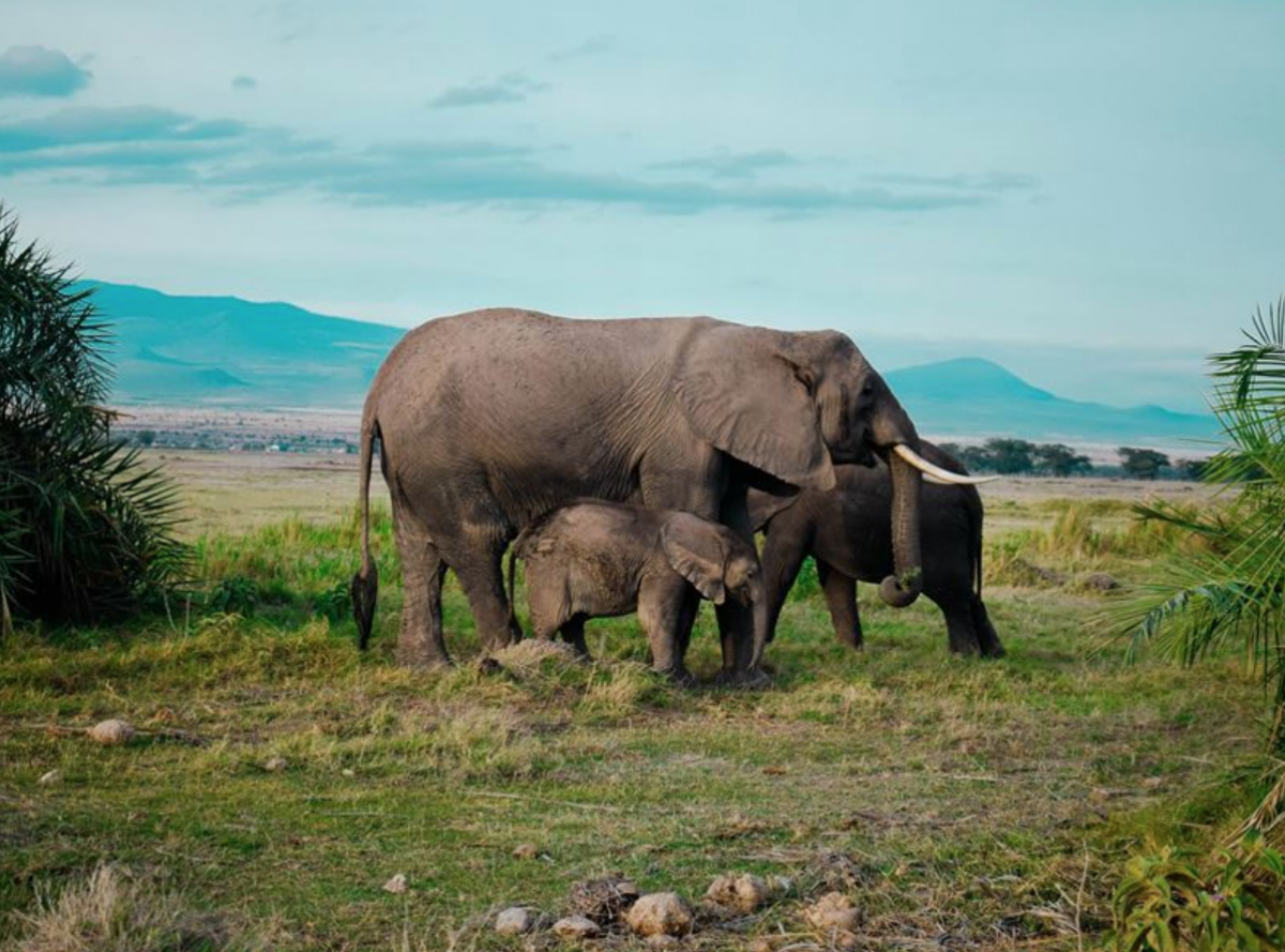 Highlights of Kenya Amboseli NP