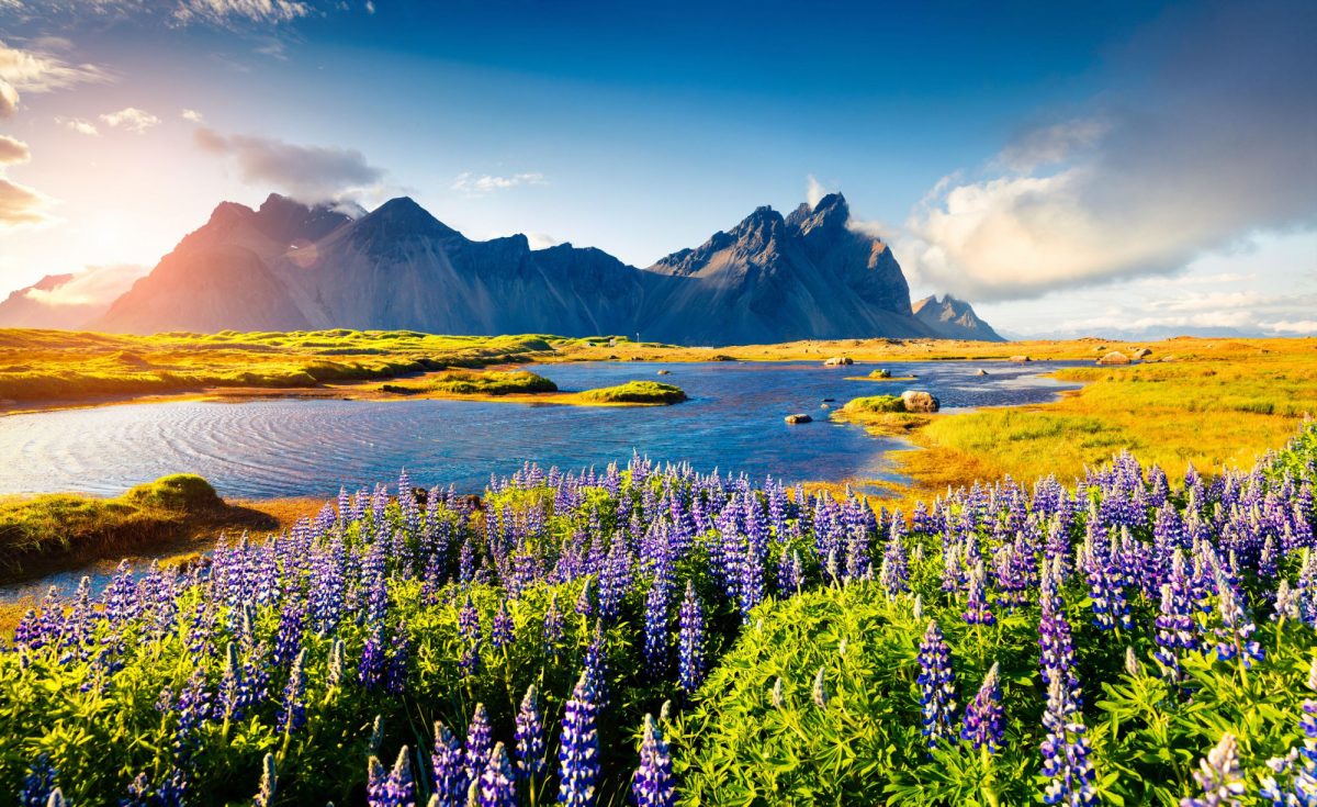 Iceland Blooming lupine flowers on the Stokksnes headland