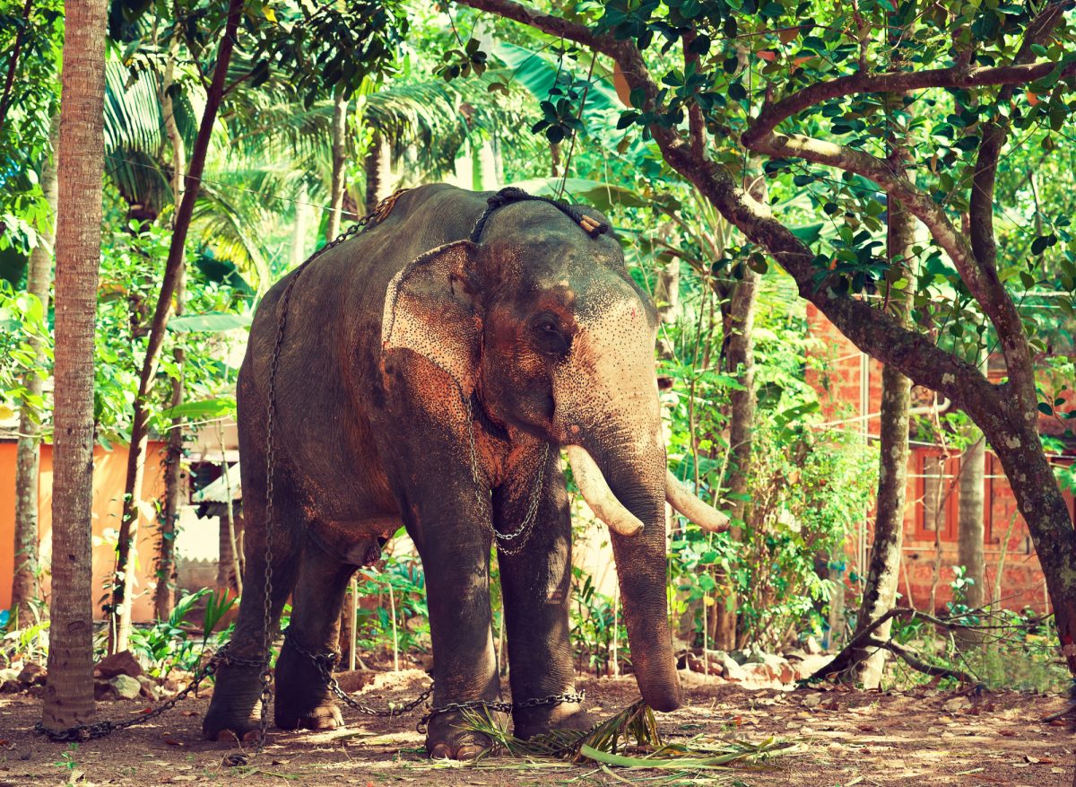 India kerela elephants
