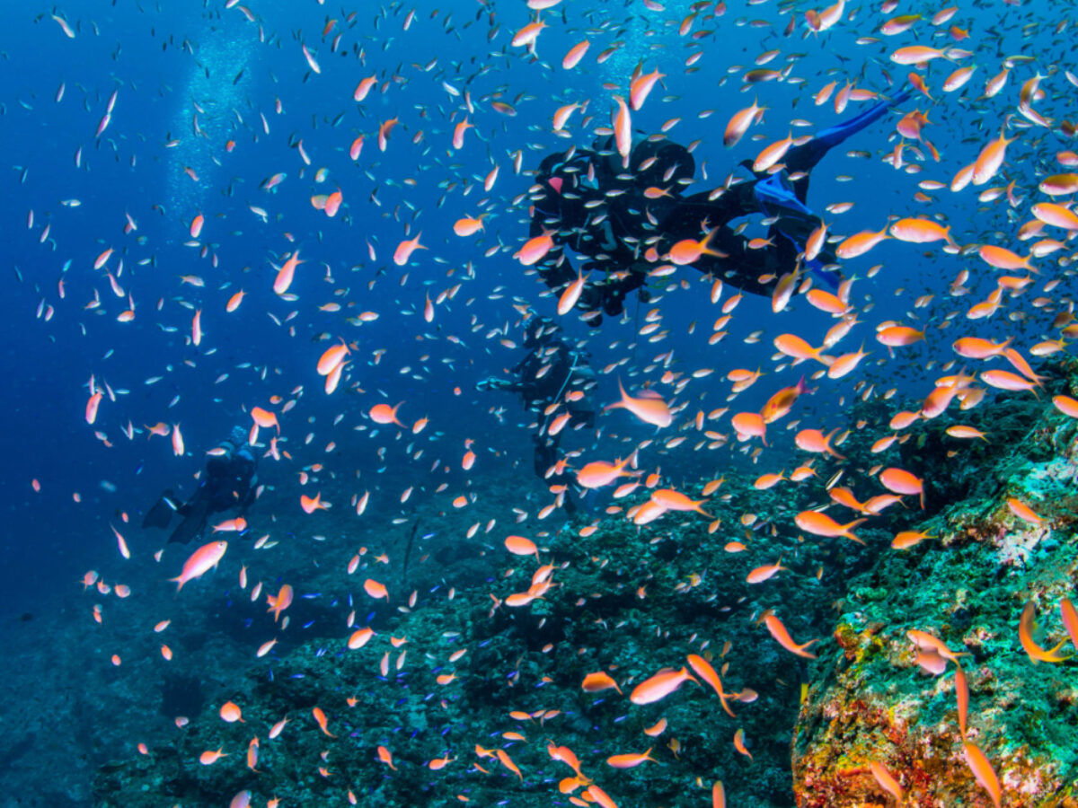 Japan Okinawa scubadiving2