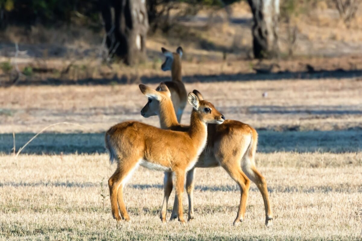 Kafue National Park Puku calves