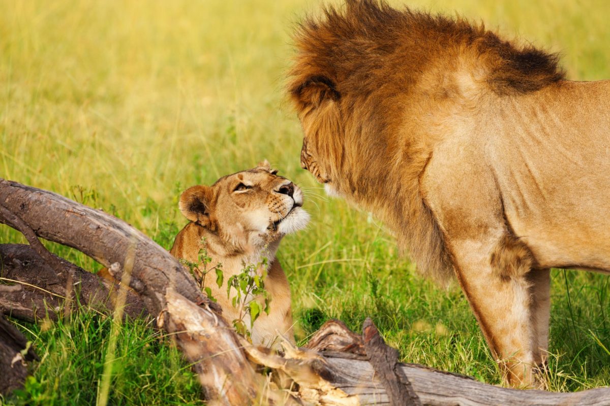 Kenya Masiamara lion