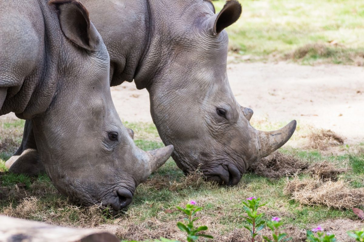 Kenya Ol Pejeta rhinos