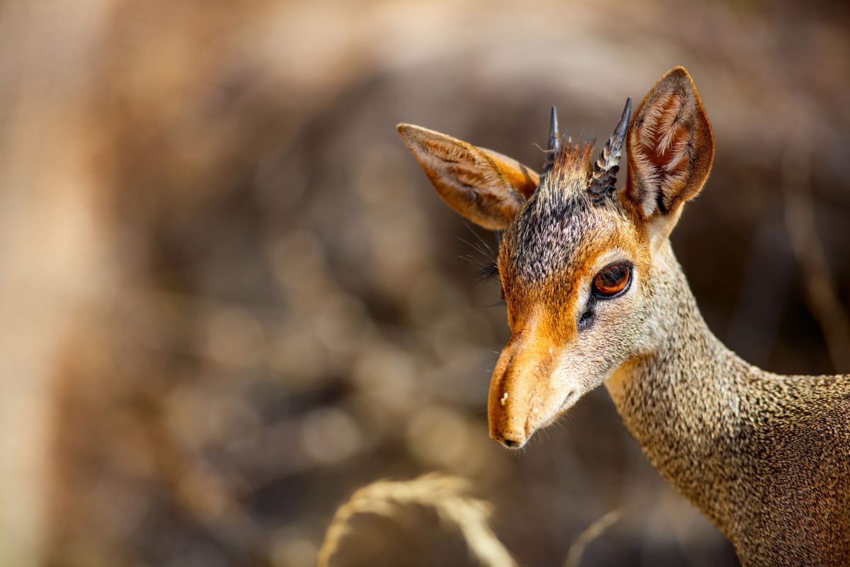 Kenya Samburu Close up of Dik dik antelope in Samburu national park in Kenya