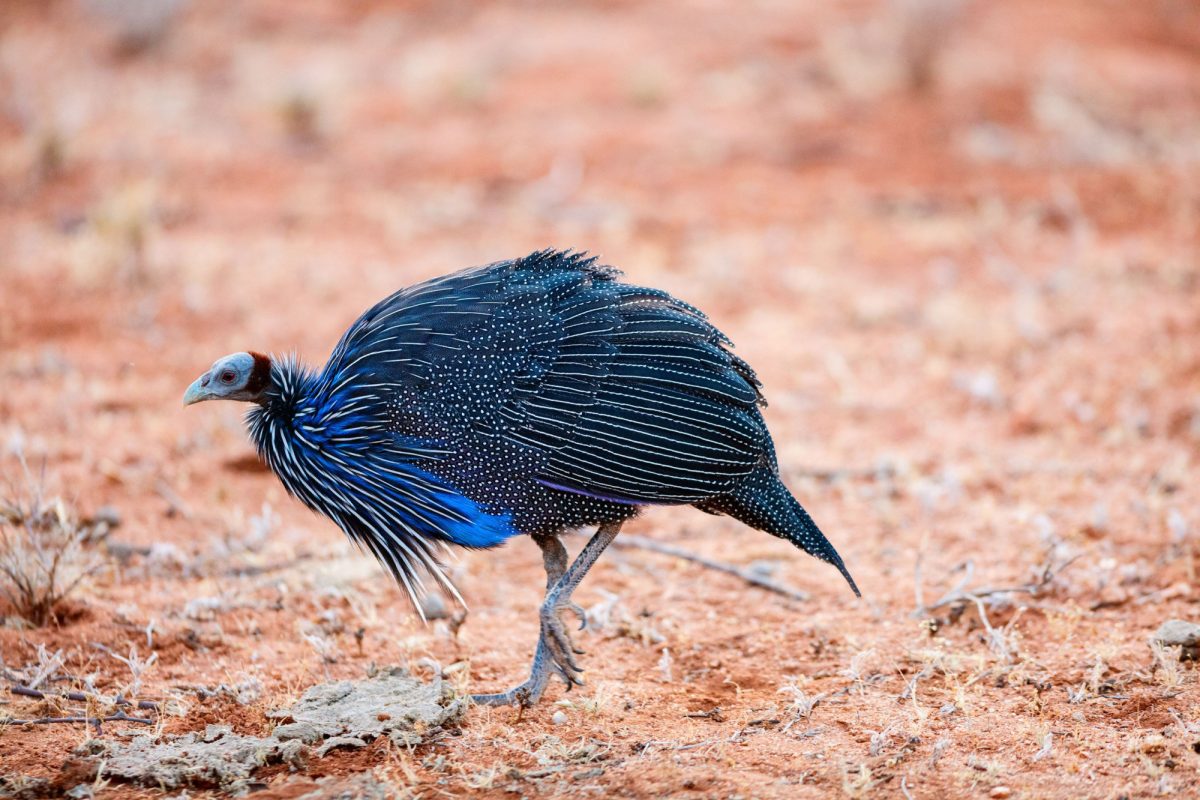 Kenya Samburu Guineafowl closeup in Samburu park in Kenya