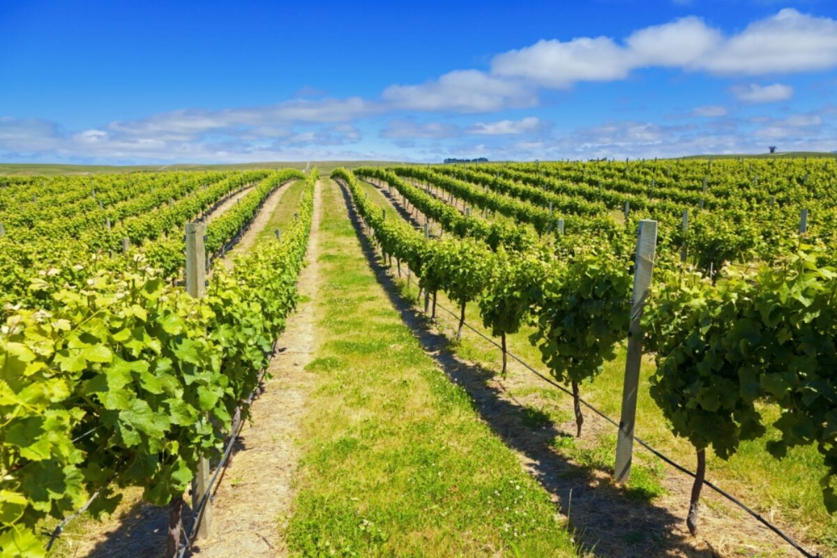 Marlborough vineyard