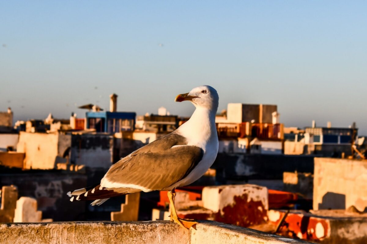 Morocco Essaouria view of Essaouira Medina