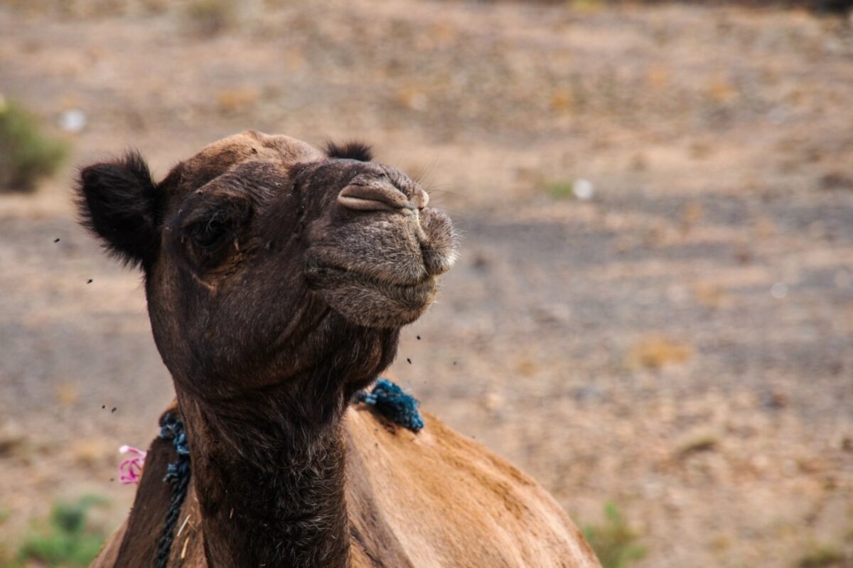 Morocco Midelt Camels in Moroccan mountains between Midelt abd Erfoud