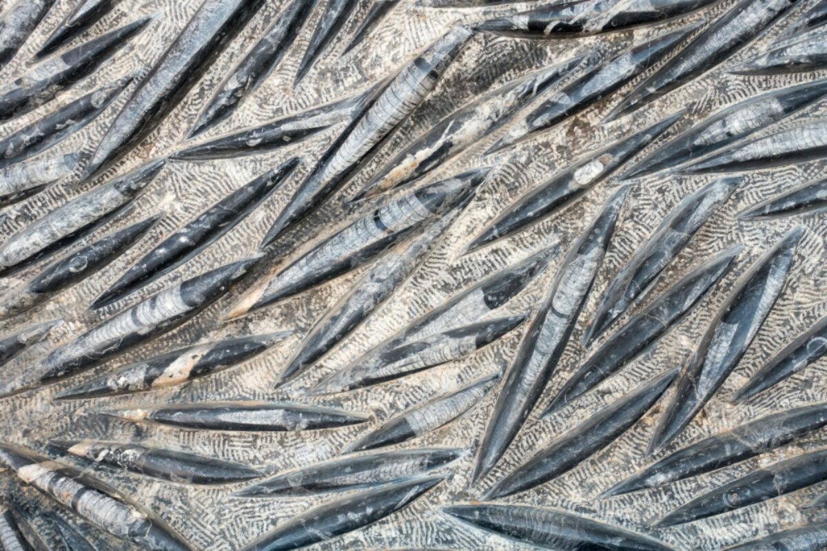 Morocco Midelt Orthoceras Fossil Slab with Fossilised Squid
