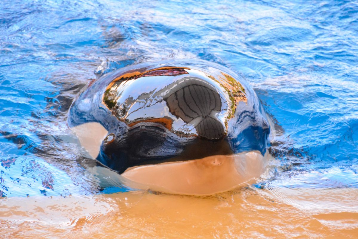 Orca dolphinarium