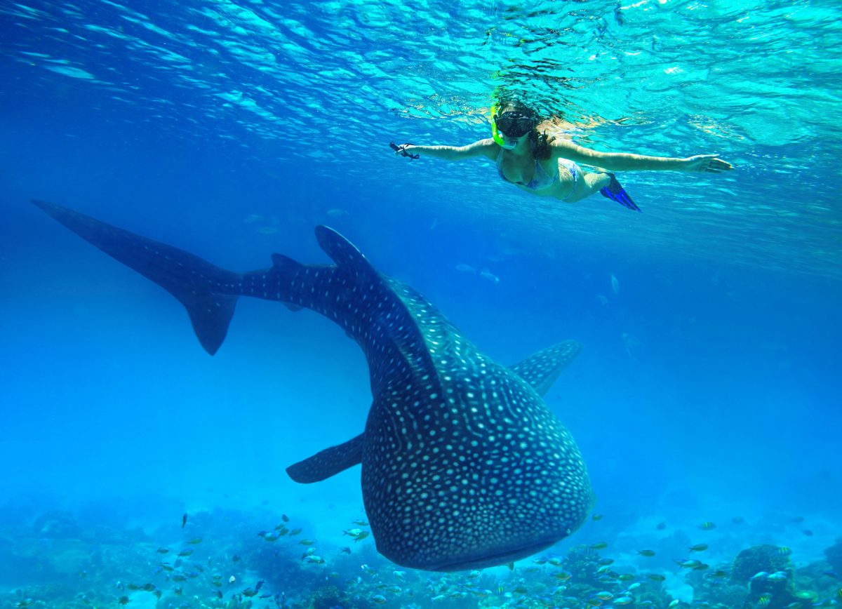Philippines Whale shark snorkelling landscape