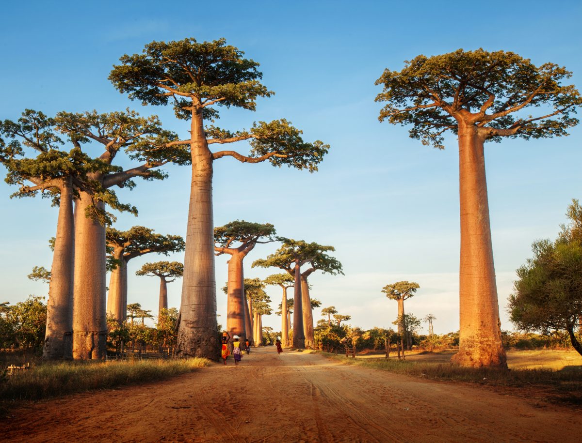 SA_Baobab-trees