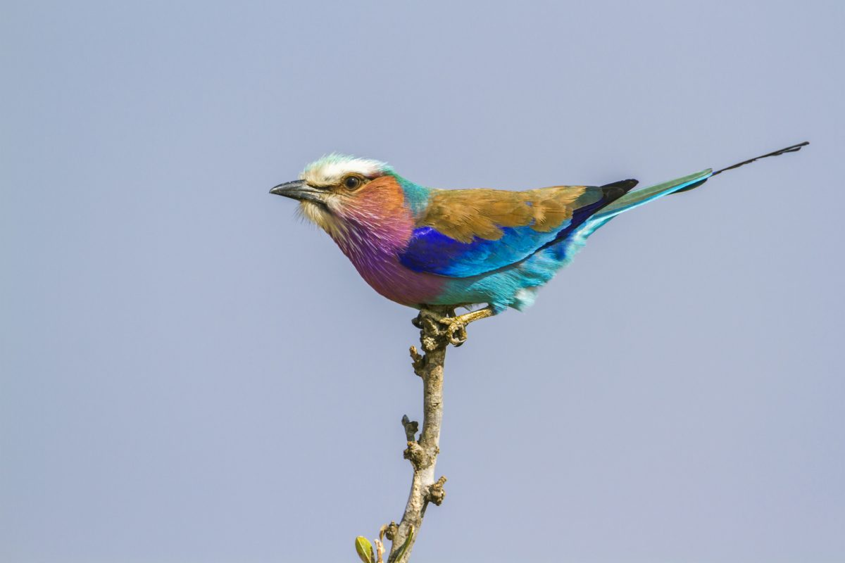 SA_Lilac-breasted-roller