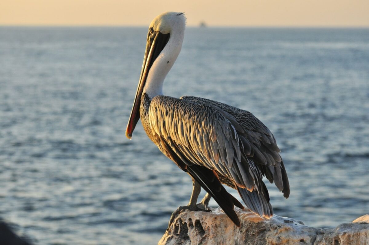 San Cristobal brownpelican