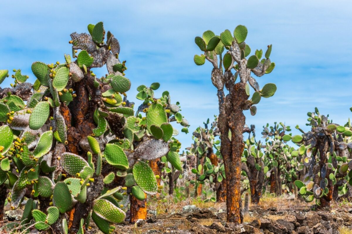 Santa Cruz Port Ayora giantcactus