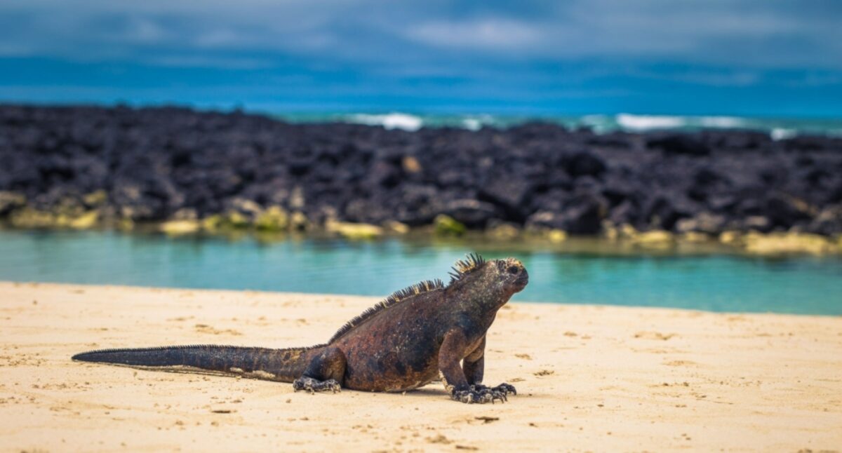 Santa Cruz Tortuga Bay marineiguana