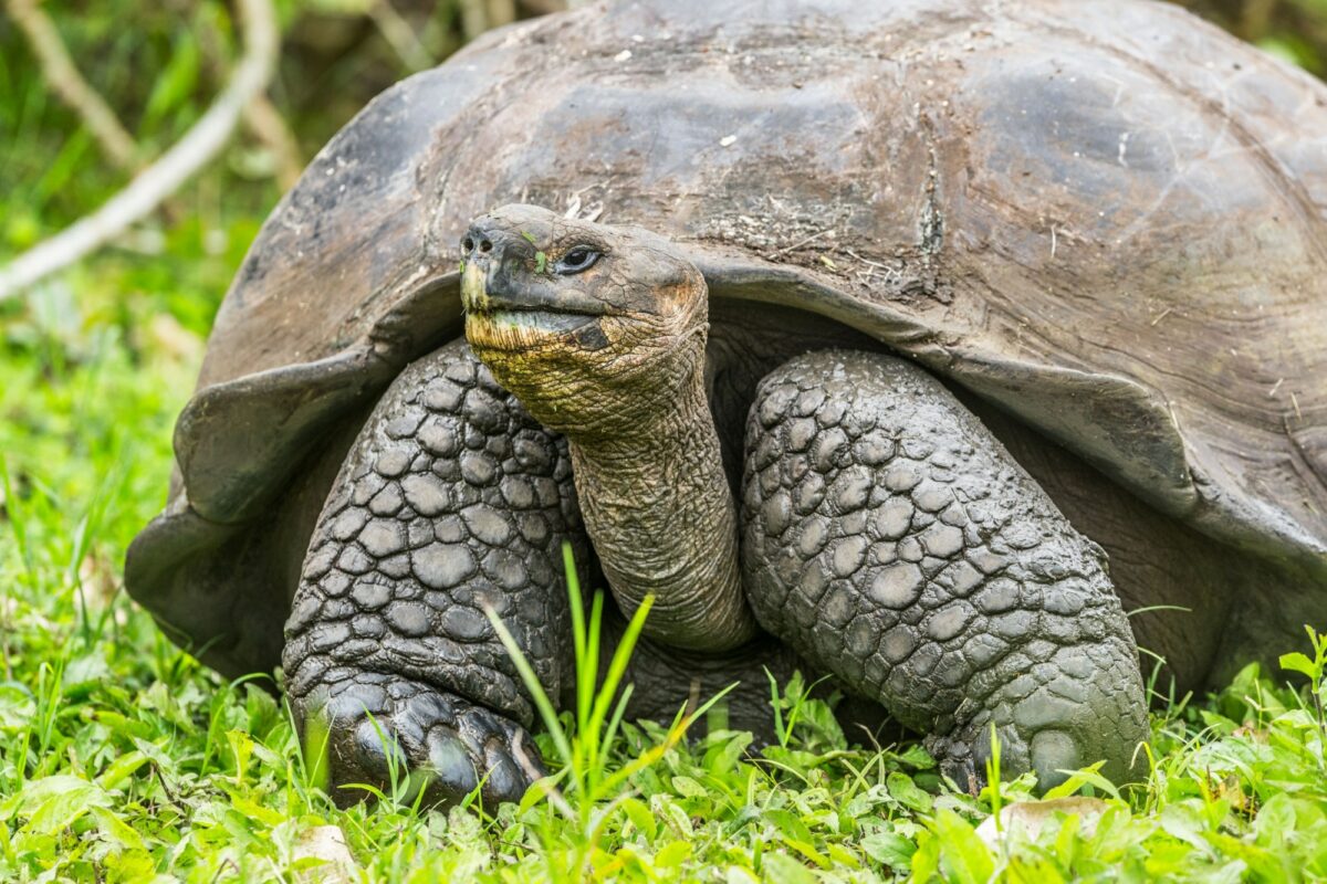 Santa Cruz gianttortoise