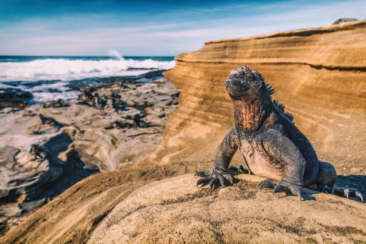 Santiago Egas port marineiguana