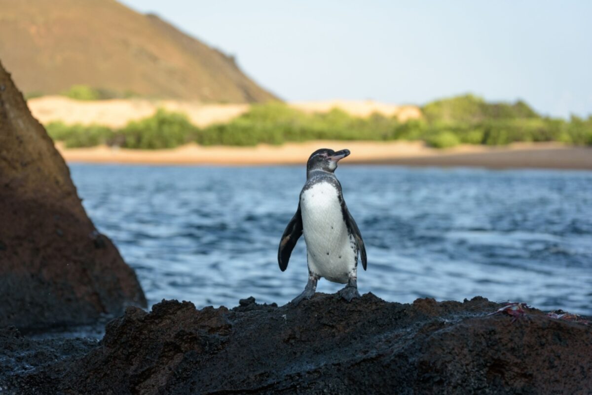 Santiago galapagospenguin