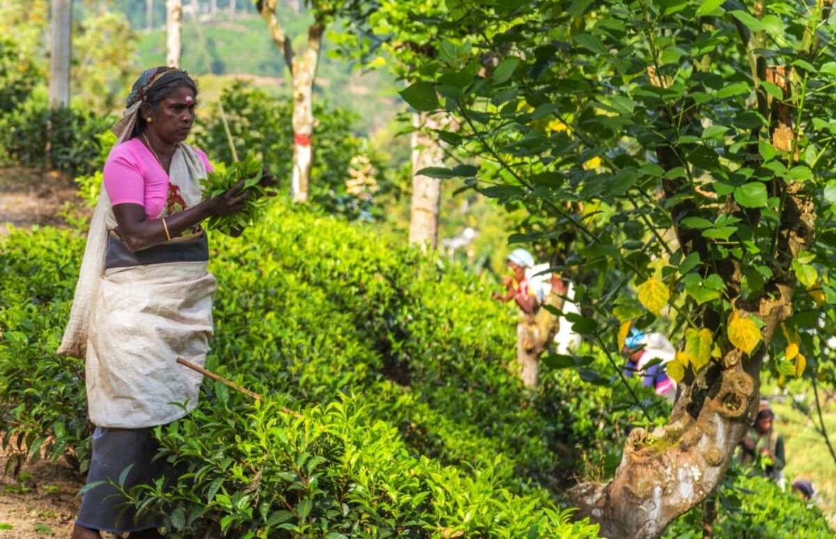 Sri Lanka Haputale tea picker
