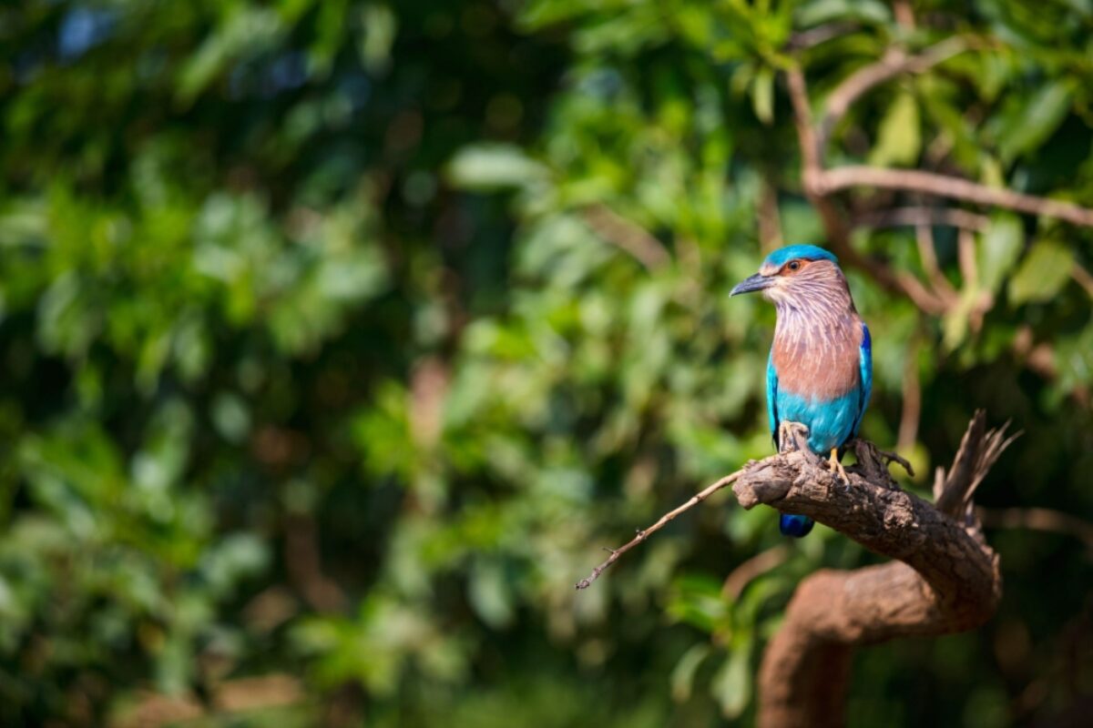 Sri Lanka Udawalawe Lilac breasted roller
