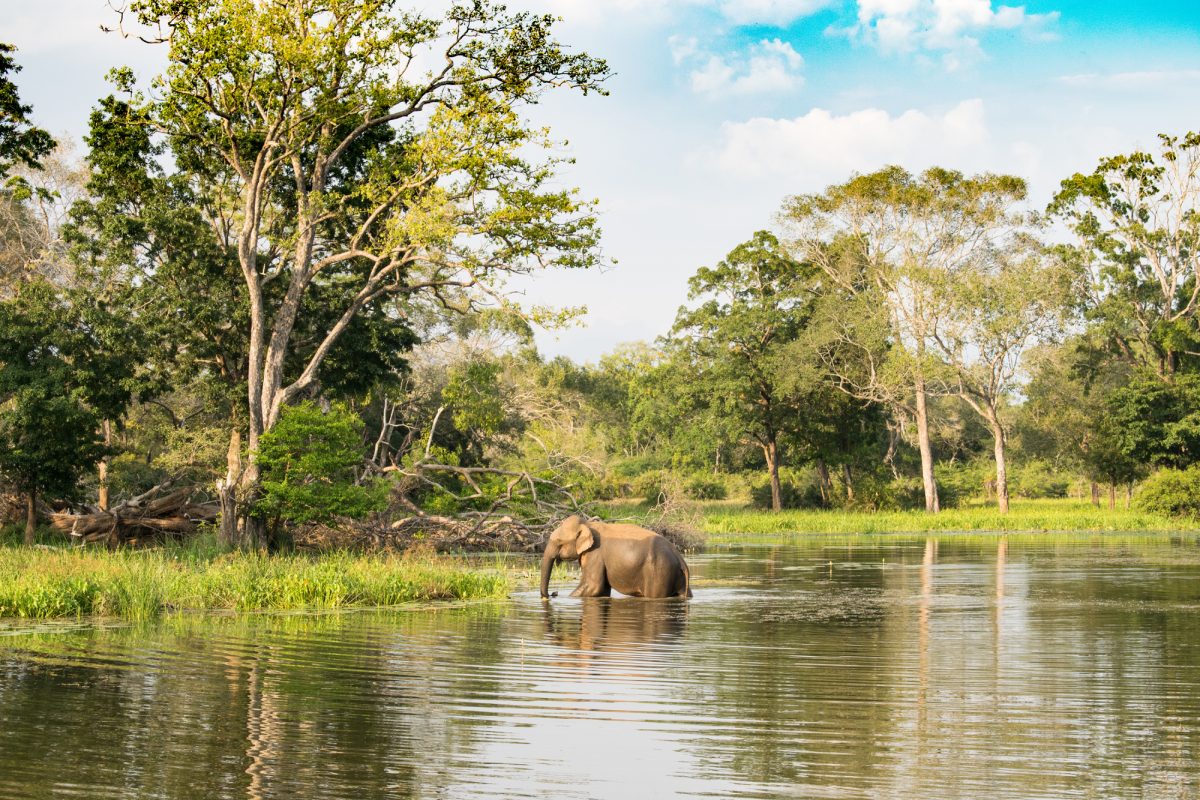 Sri-Lanka_Udawalawe_lowres