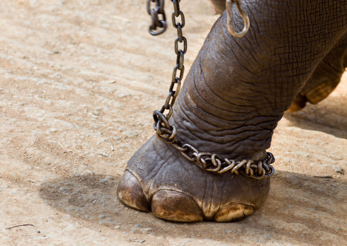 Sri Lanka elephant