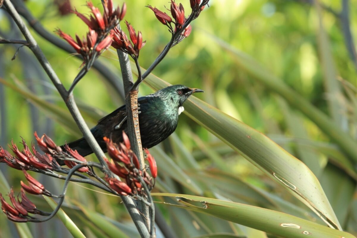 Stewart Island tui