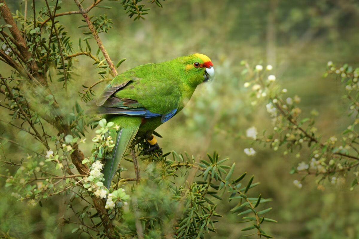 Stewart Island yellow crowned parakeet