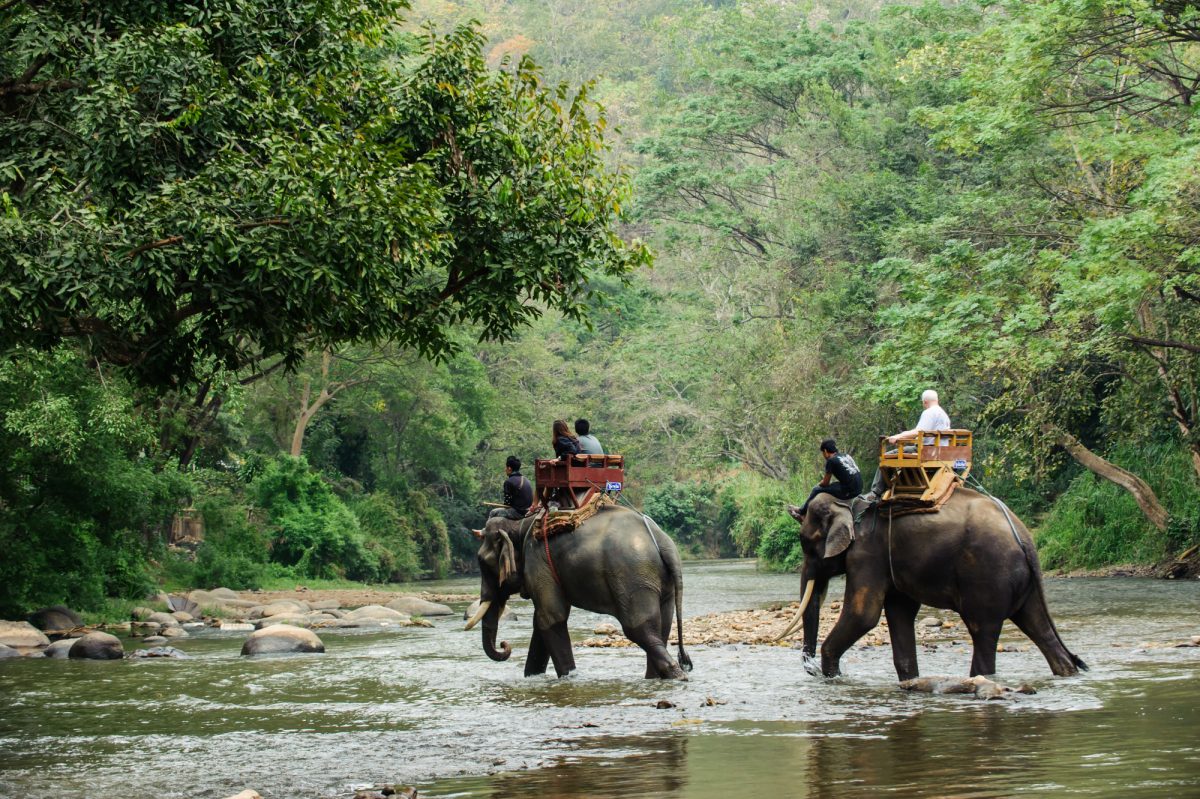Thailand Chiang Mai elephant trekking