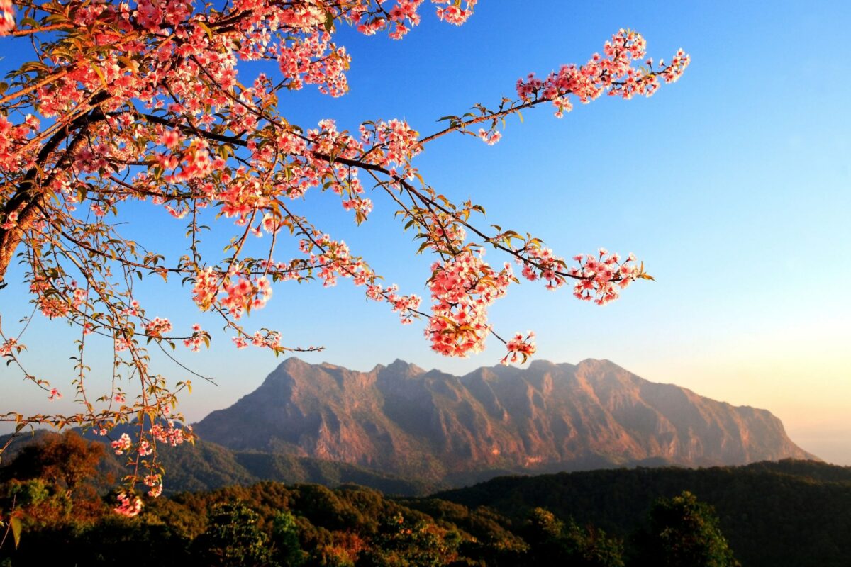 Thailand chiang dao loseup of Wild Himalayan Cherry Prunus cerasoides at San Pa Kea
