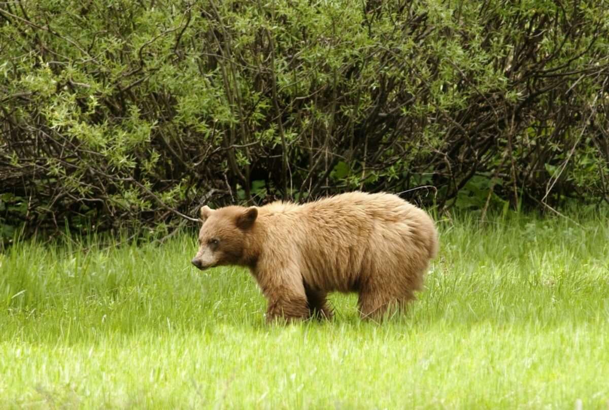 USA yosemite bear