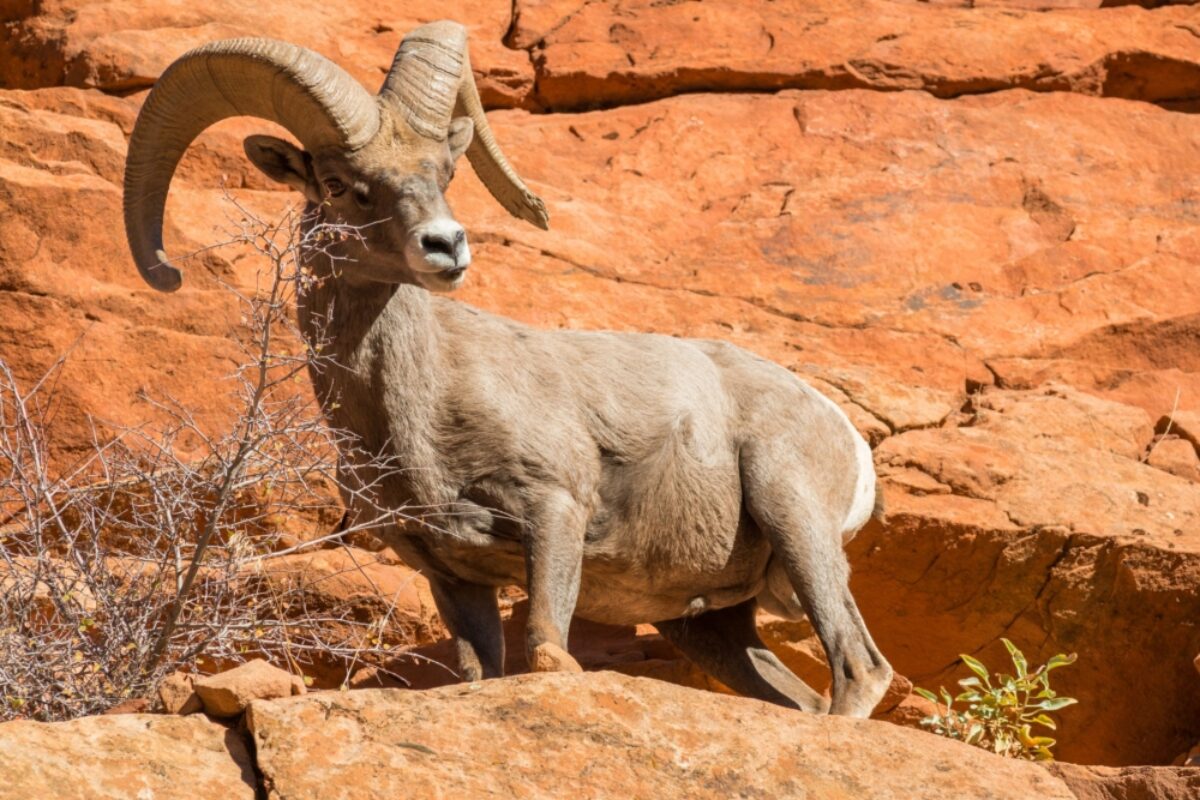 USA zion big horn