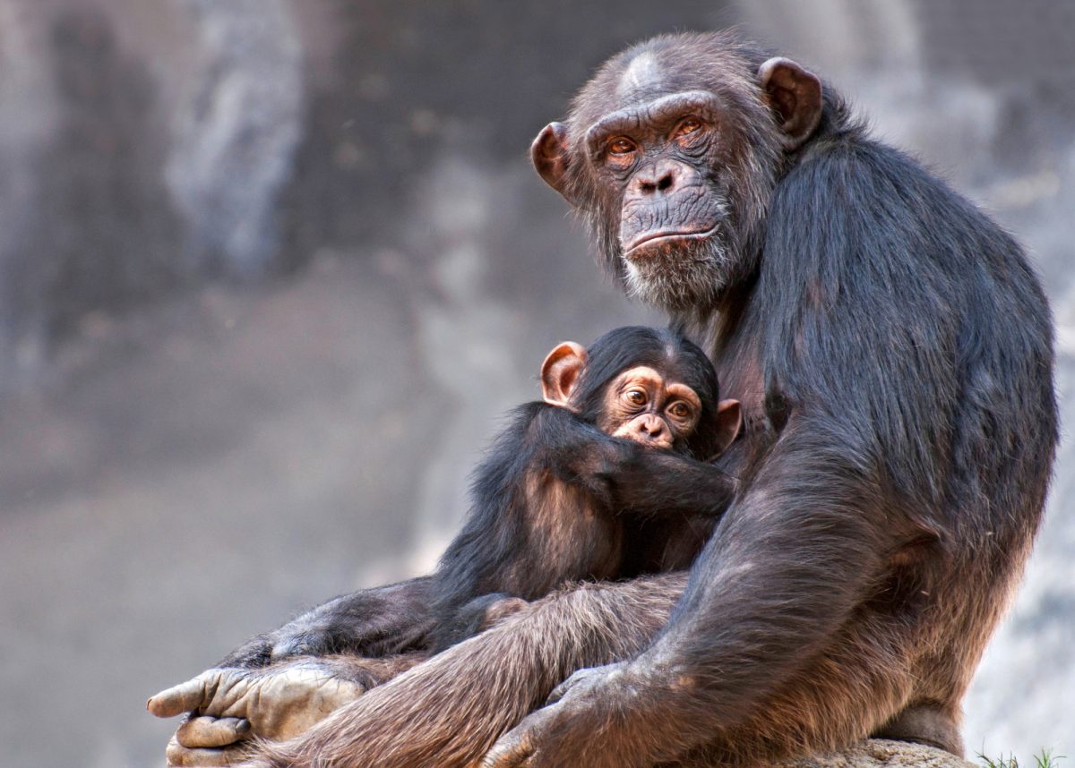 Uganda Chimpanzee cropped