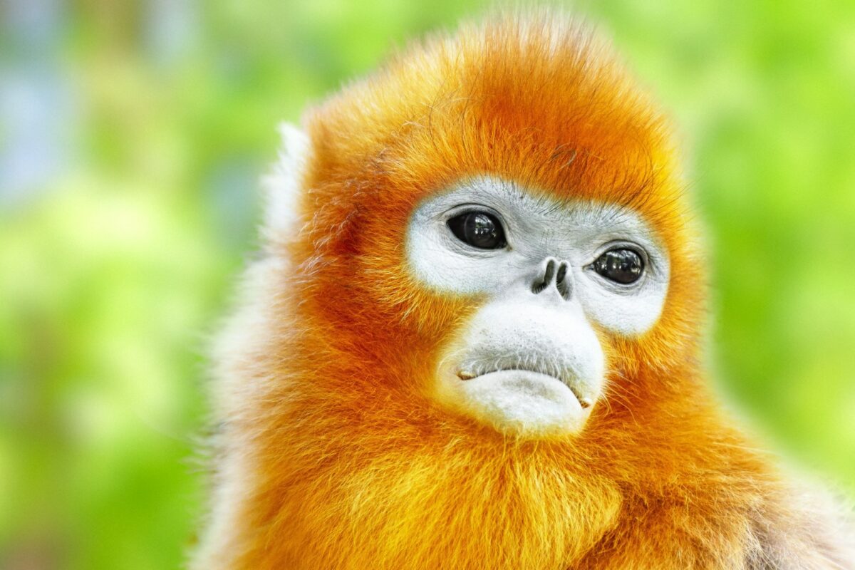 Uganda Karamoja Cute golden Snub Nosed Monkey