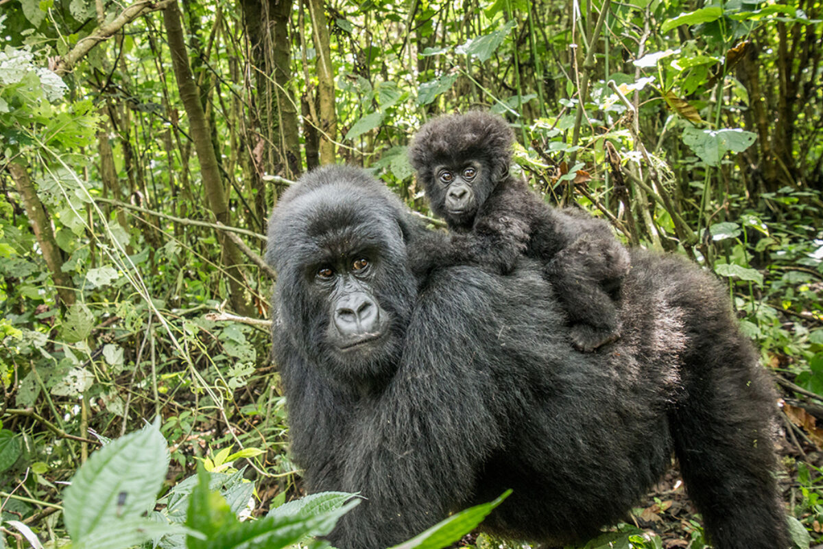Uganda Mountaingorillababy lowres