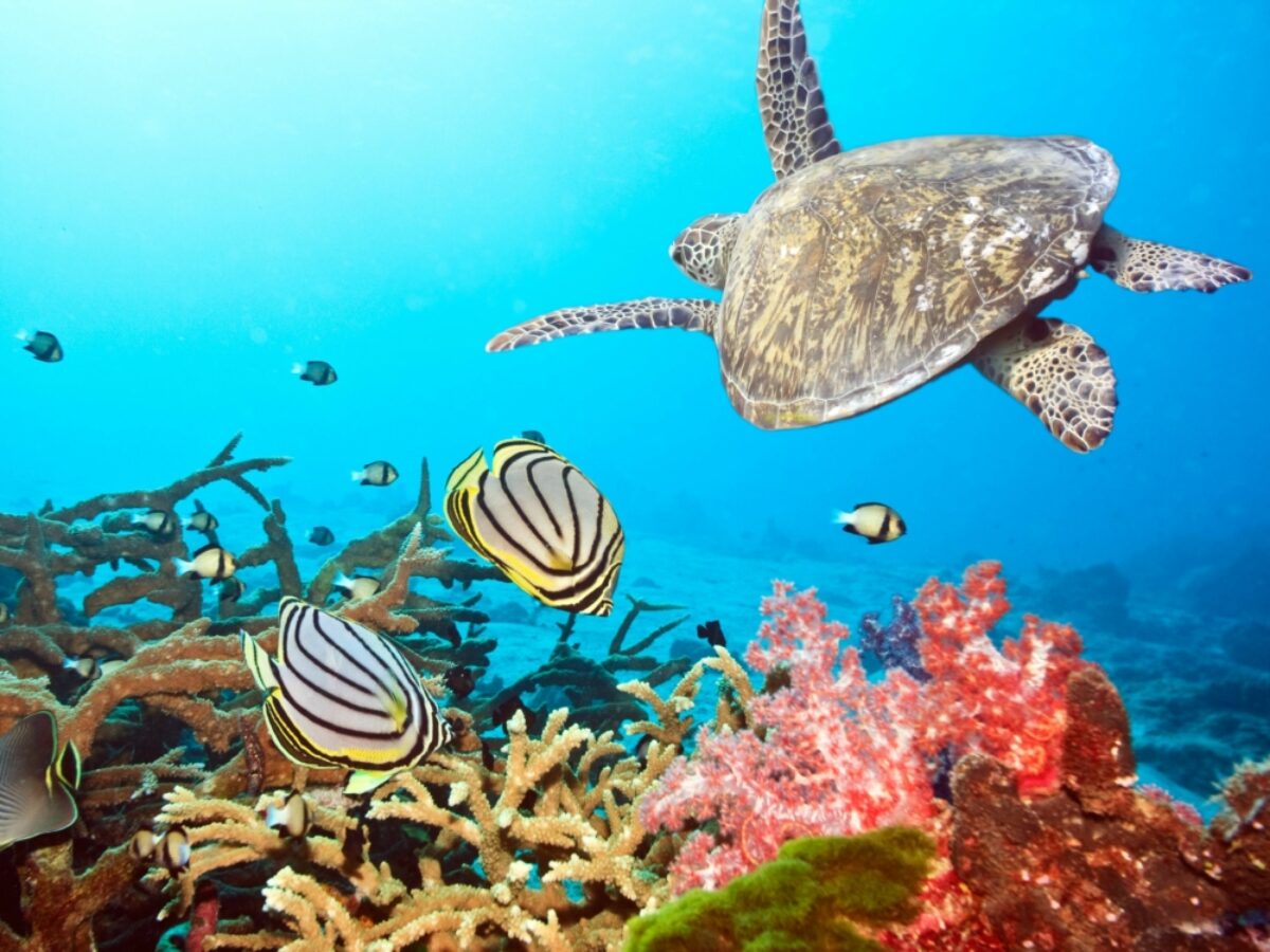 Vietnam_Underwater